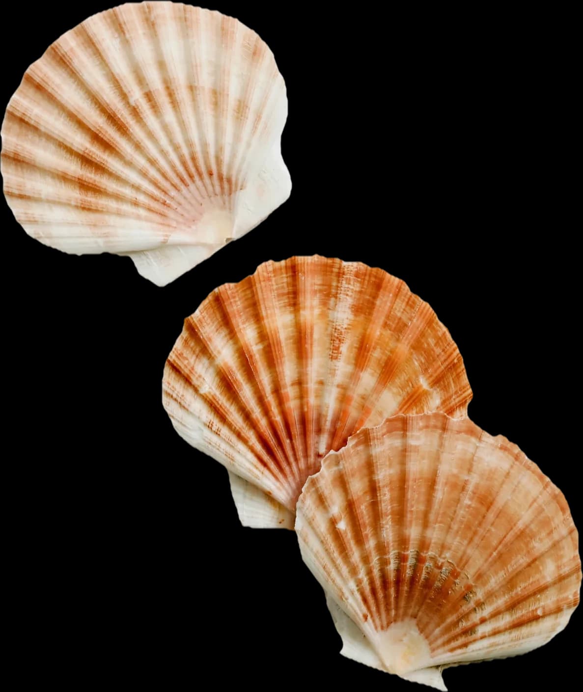 Three scallop shells