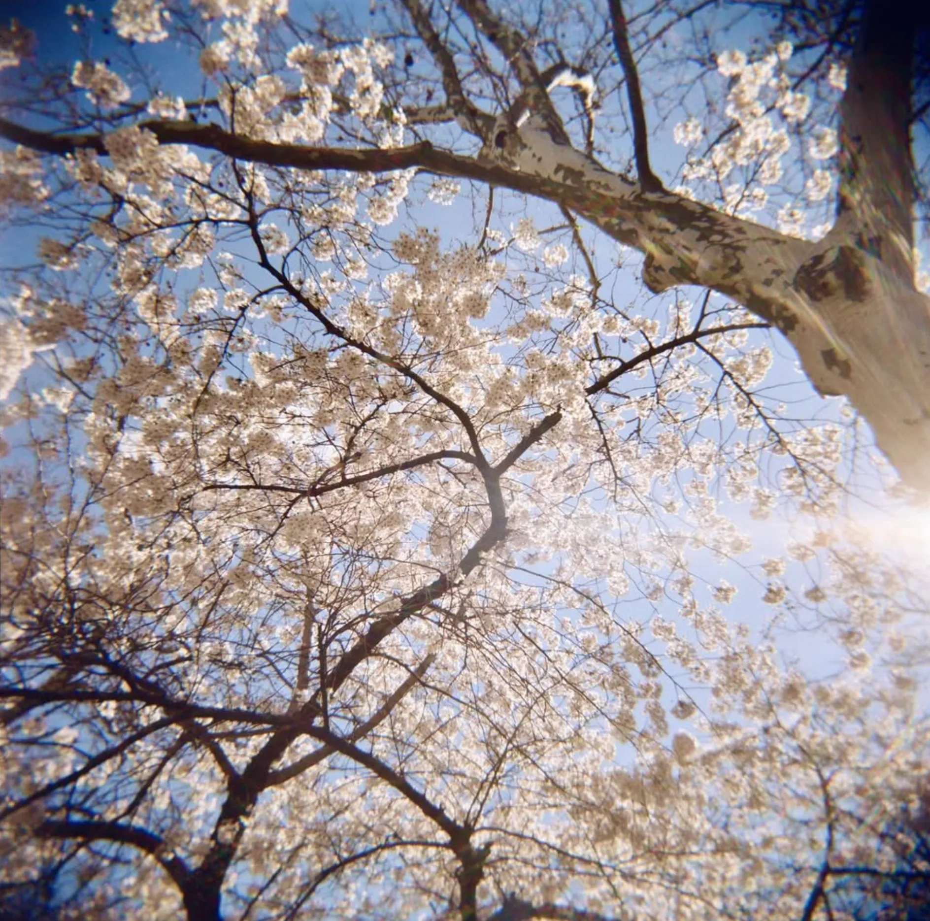Looking up through cherry blossoms at a blue sky, with a streak of light leak