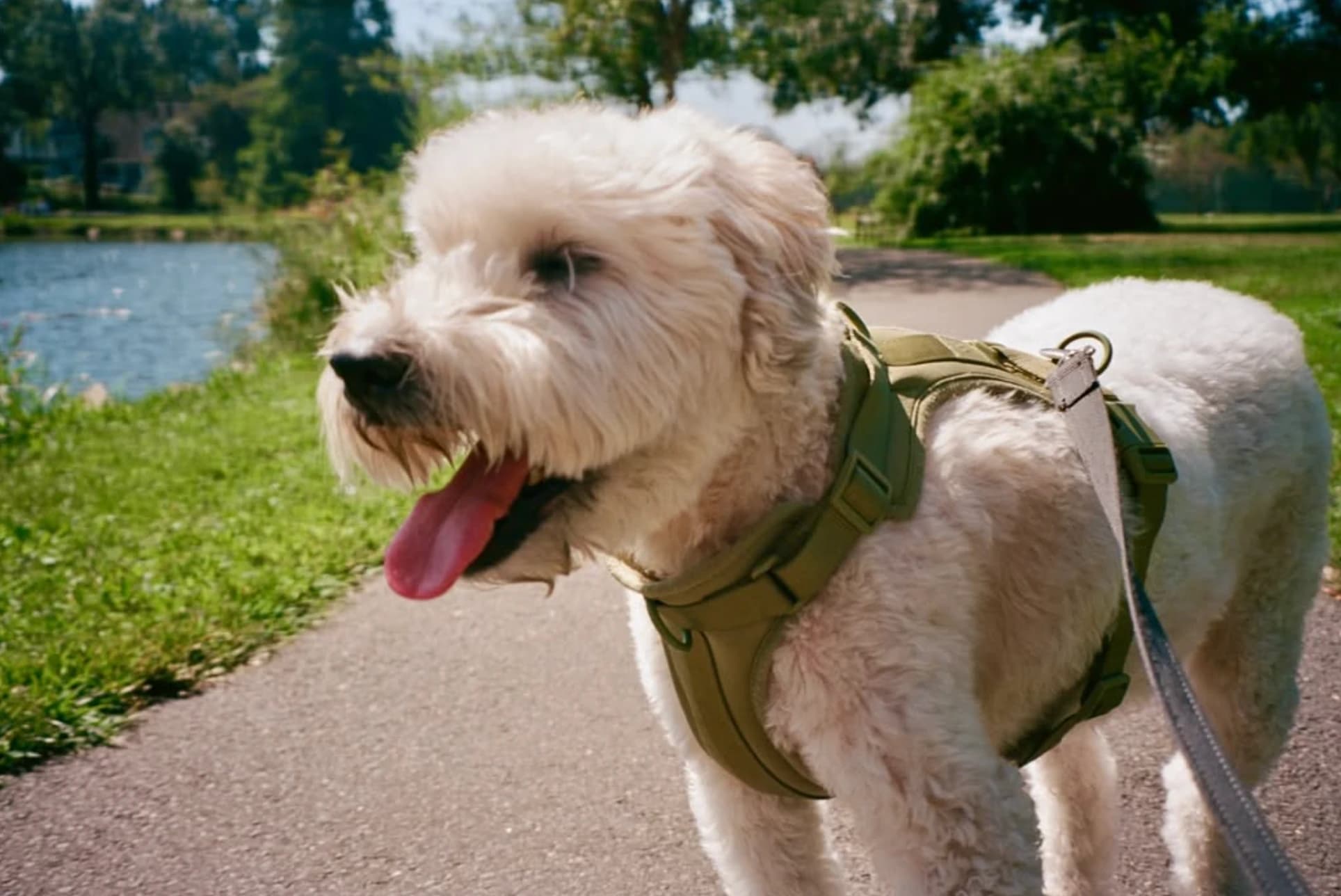 A fluffy white dog in a green harness with its tongue out, by a pond