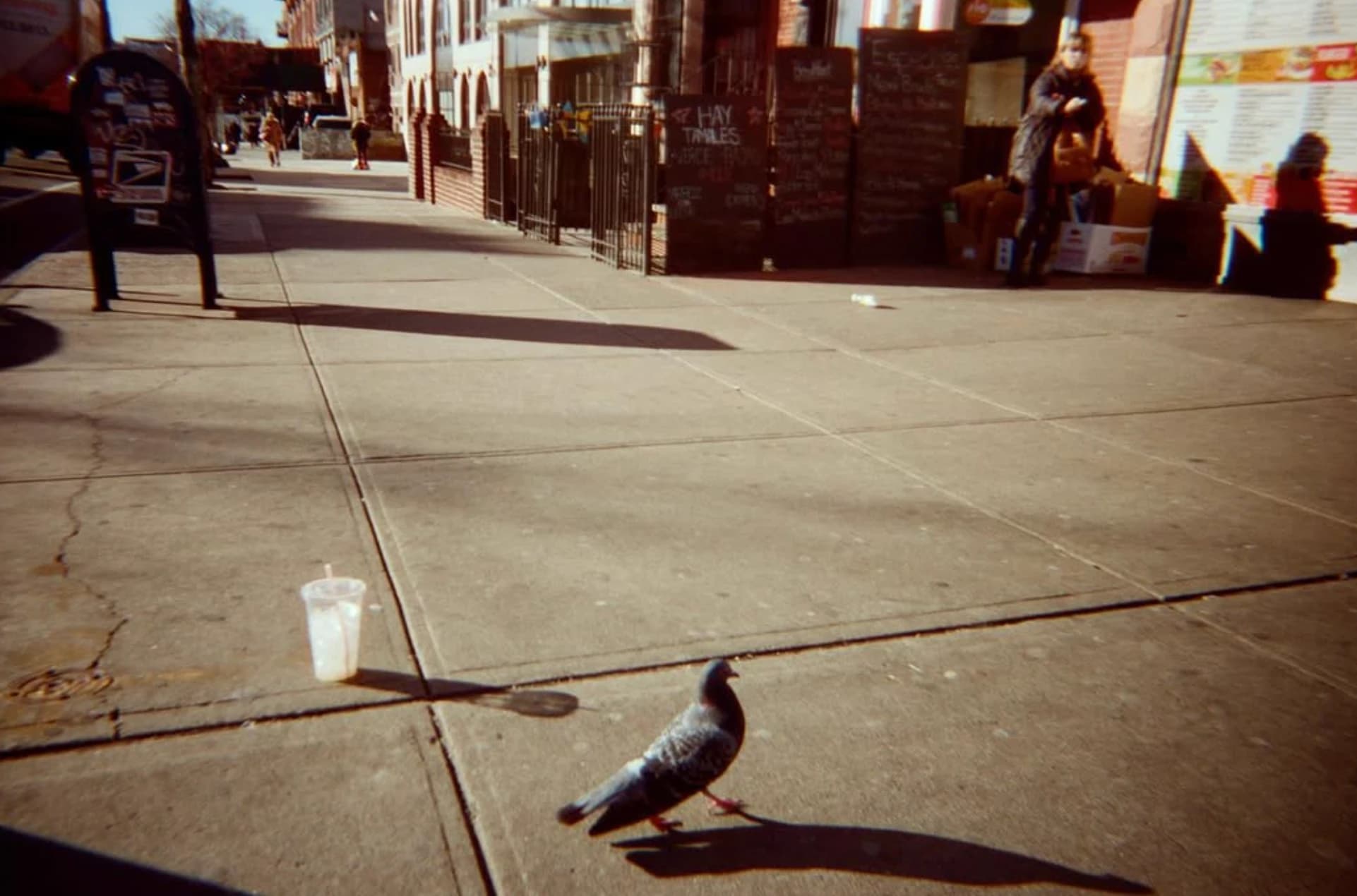A pigeon and a plastic cup on a sunlit sidewalk